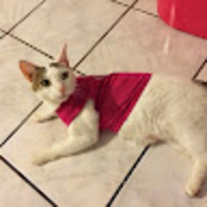 Meet your Posher, Luz